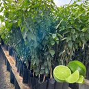 Muda de Limão Taiti Enxertada - Frutifica Rápido e Produz o Ano Todo