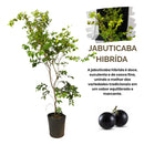 Muda de Jabuticaba Hibrida Enxertada Produzindo