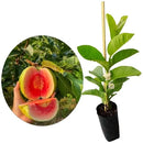 Muda de Goiaba Gigante Tailandesa Enxertada Clonada Já Produzindo