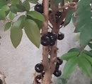 Muda de Jabuticaba Hibrida Enxertada Produzindo
