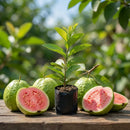 Muda de Goiaba Gigante Tailandesa Enxertada Clonada Já Produzindo