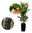 Muda de Jabuticaba Hibrida Enxertada Produzindo