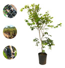 Muda de Jabuticaba Hibrida Enxertada Produzindo