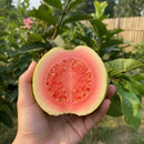 Muda de Goiaba Gigante Tailandesa Enxertada Clonada Já Produzindo