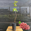 Muda de Uva Niágara Rosada Enxertada