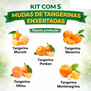 KIT Tangerinas Enxertadas - Murcott, Ponkan, Mexerica, Oktsu e Montenegrina Único