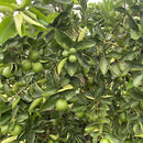 Muda de Limão Taiti Enxertada - Frutifica Rápido e Produz o Ano Todo