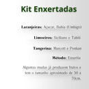 KIT Enxertadas - Limão Siciliano e Tahiti, Tangerina Ponkan e Murcott, Laranja Açúcar e Bahia