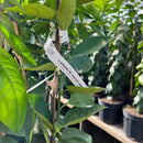 KIT Enxertadas - Limão Siciliano e Tahiti, Tangerina Ponkan e Murcott, Laranja Açúcar e Bahia