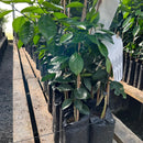 KIT Enxertadas - Limão Siciliano e Tahiti, Tangerina Ponkan e Murcott, Laranja Açúcar e Bahia