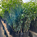 Muda de Limão Taiti Enxertada - Frutifica Rápido e Produz o Ano Todo