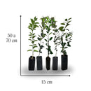 KIT Tangerinas Enxertadas - Murcott, Ponkan, Mexerica, Oktsu e Montenegrina Único