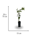 Muda de Limão Taiti Enxertada - Frutifica Rápido e Produz o Ano Todo