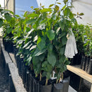 KIT Enxertadas - Limão Siciliano e Tahiti, Tangerina Ponkan e Murcott, Laranja Açúcar e Bahia