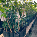 KIT Tangerinas Enxertadas - Murcott, Ponkan, Mexerica, Oktsu e Montenegrina Único