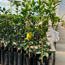 KIT Tangerinas Enxertadas - Murcott, Ponkan, Mexerica, Oktsu e Montenegrina Único