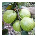 Muda de Goiaba Gigante Tailandesa Enxertada Clonada Já Produzindo