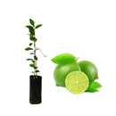 Muda de Limão Taiti Enxertada - Frutifica Rápido e Produz o Ano Todo