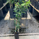 KIT Enxertadas - Limão Siciliano e Tahiti, Tangerina Ponkan e Murcott, Laranja Açúcar e Bahia