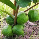 Muda de Goiaba Gigante Tailandesa Enxertada Clonada Já Produzindo