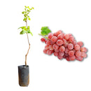 Muda de Uva Niágara Rosada Enxertada