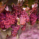 Muda de Uva Niágara Rosada Enxertada